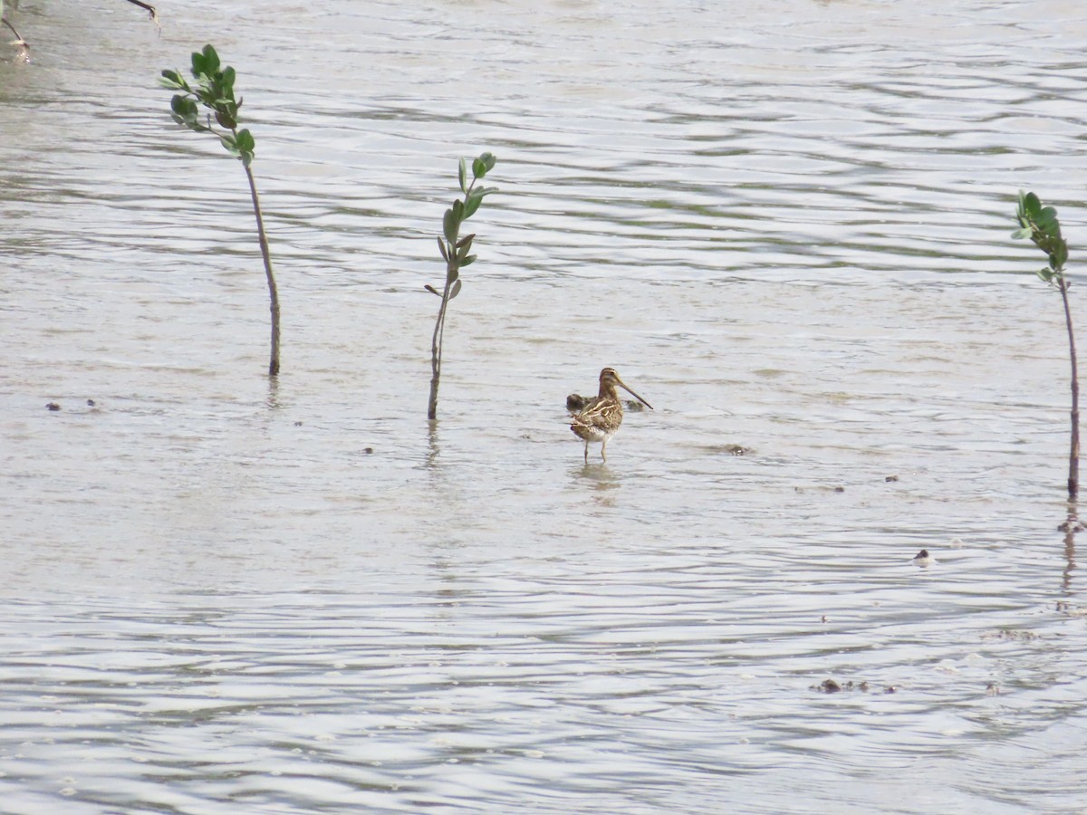 Common Snipe - ML624460048