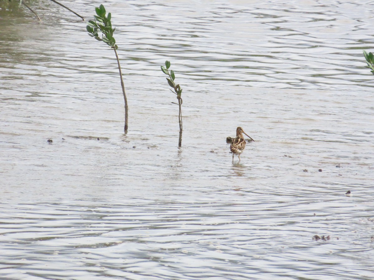 Common Snipe - ML624460049