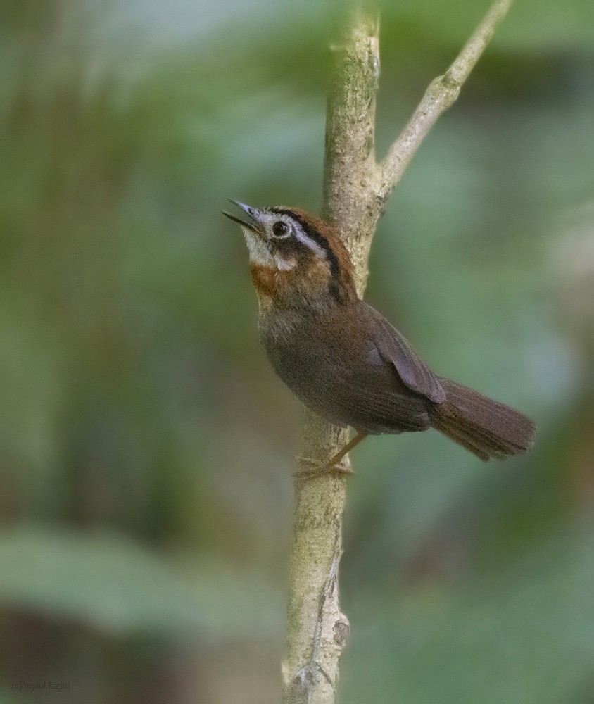 Rufous-throated Fulvetta - ML624460129