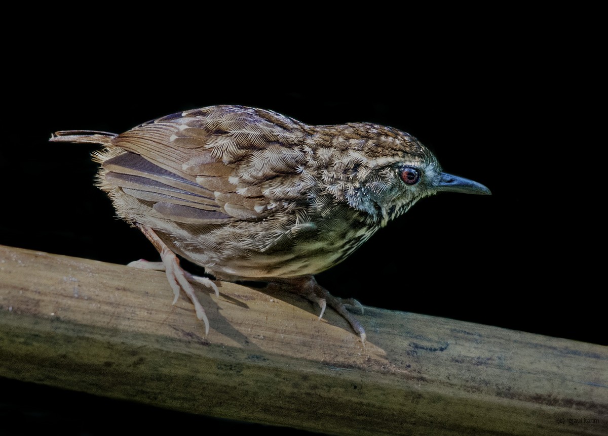 Eyebrowed Wren-Babbler - ML624460140