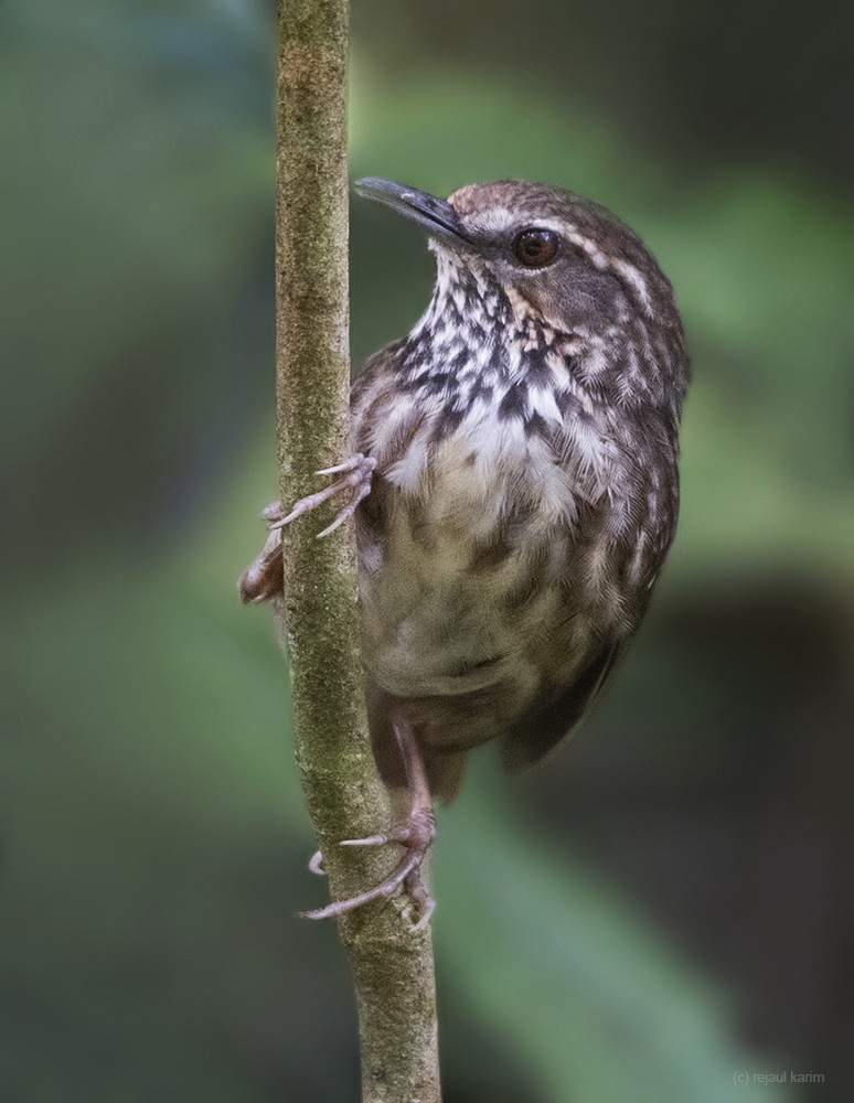 Eyebrowed Wren-Babbler - ML624460141