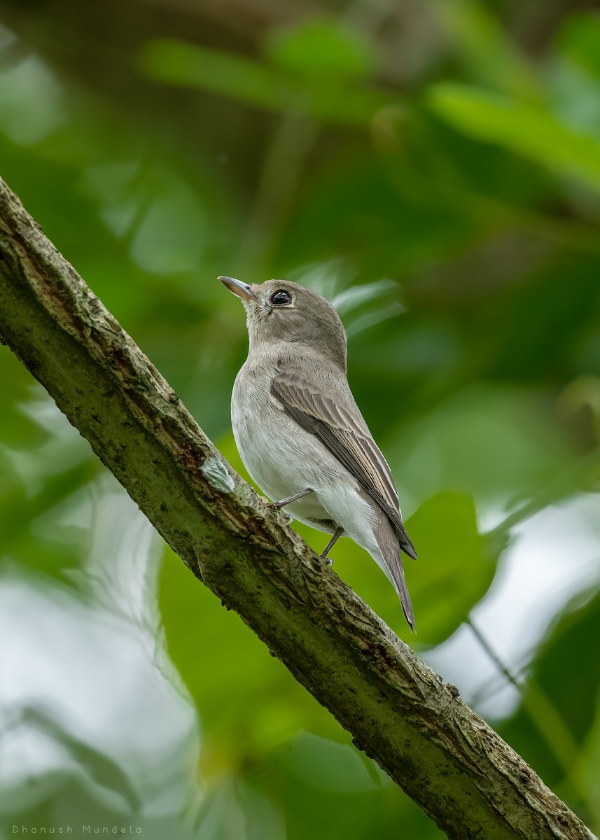 Asian Brown Flycatcher - ML624460177