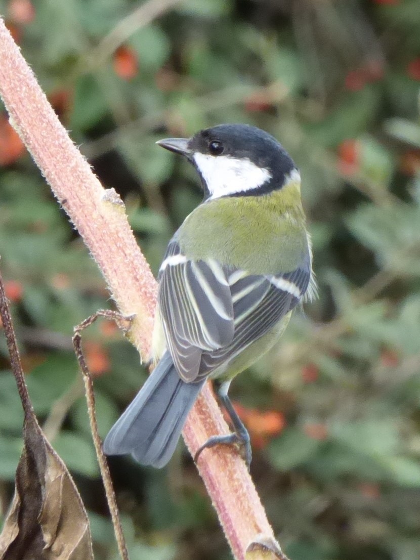 ירגזי מצוי - ML624460236