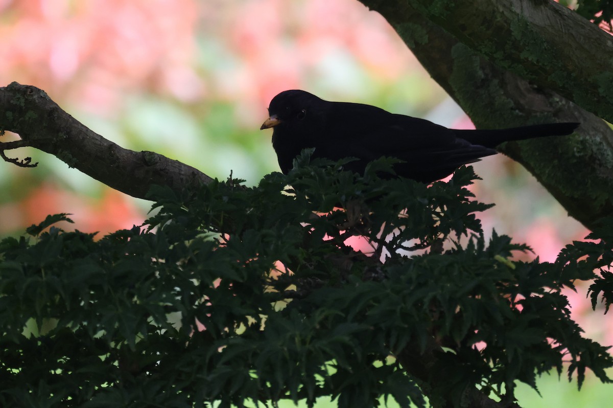 Eurasian Blackbird - ML624460258