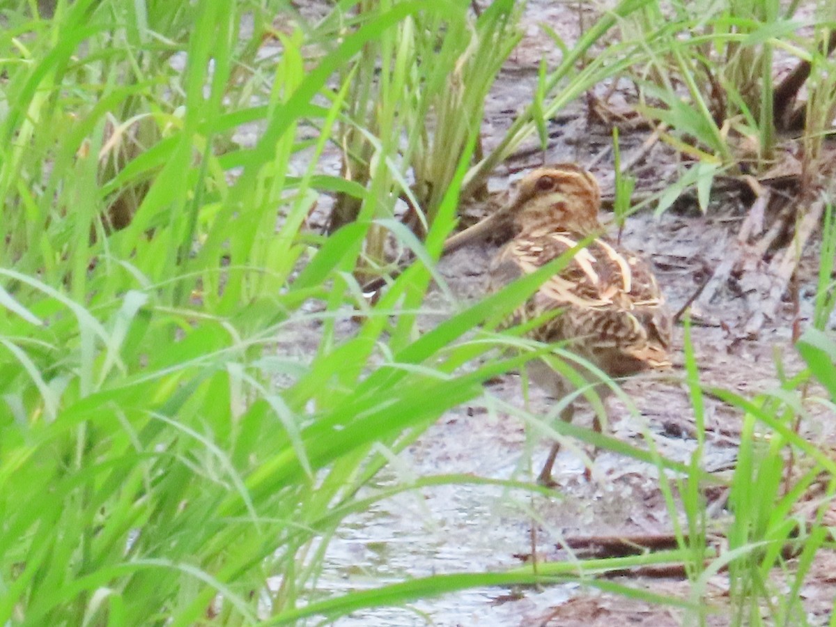 Common Snipe - ML624460319