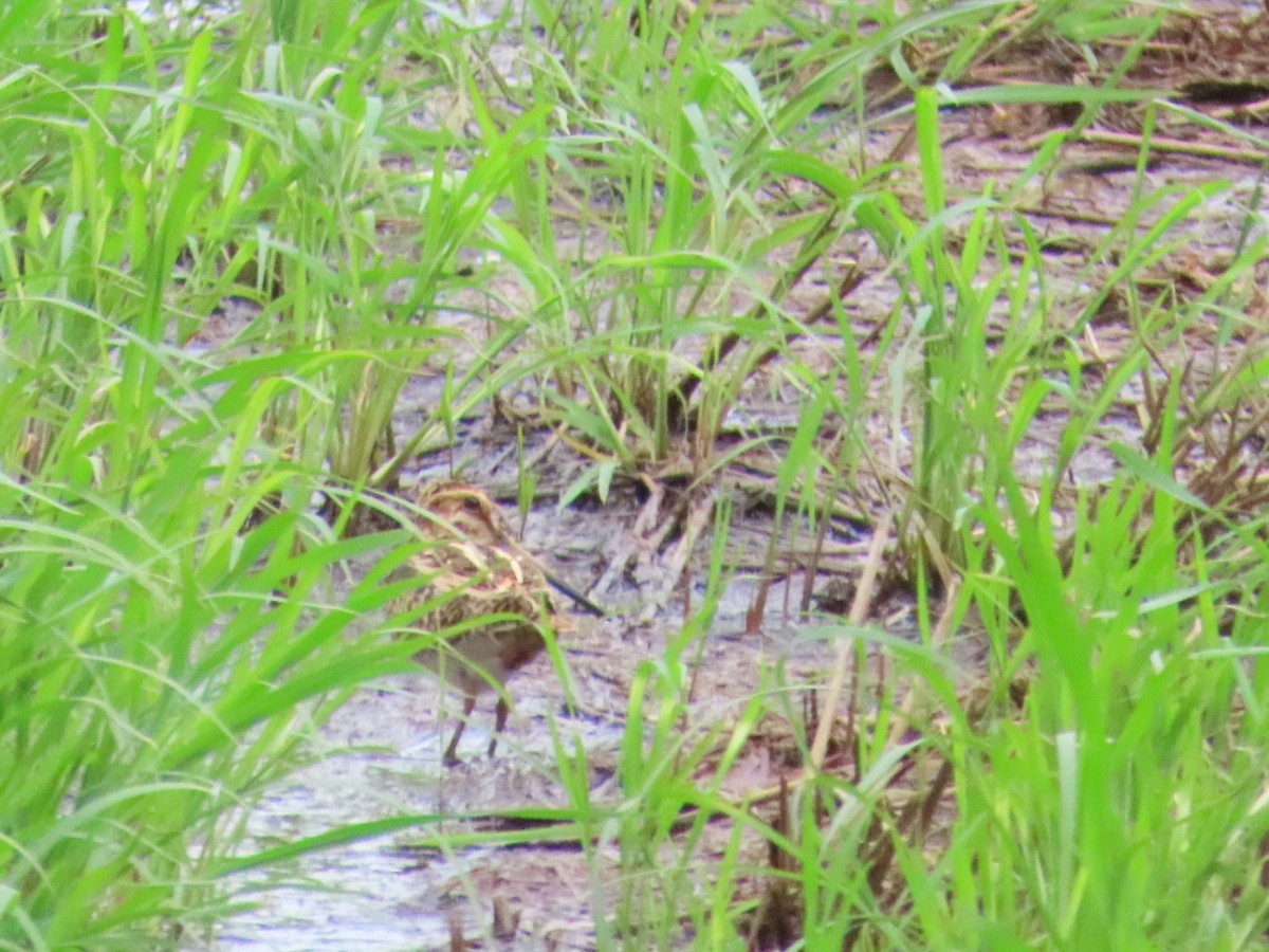 Common Snipe - ML624460320