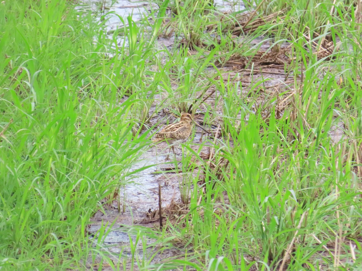 Common Snipe - ML624460321