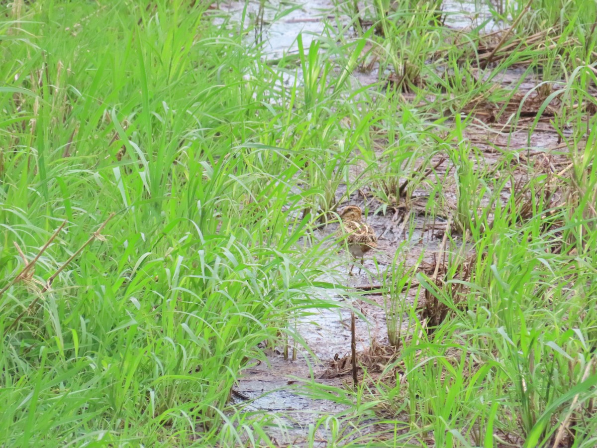 Common Snipe - ML624460322