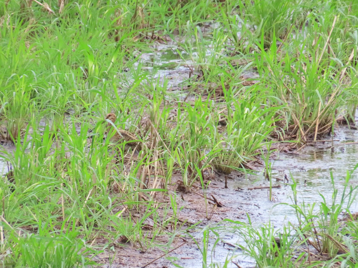 Common Snipe - ML624460323