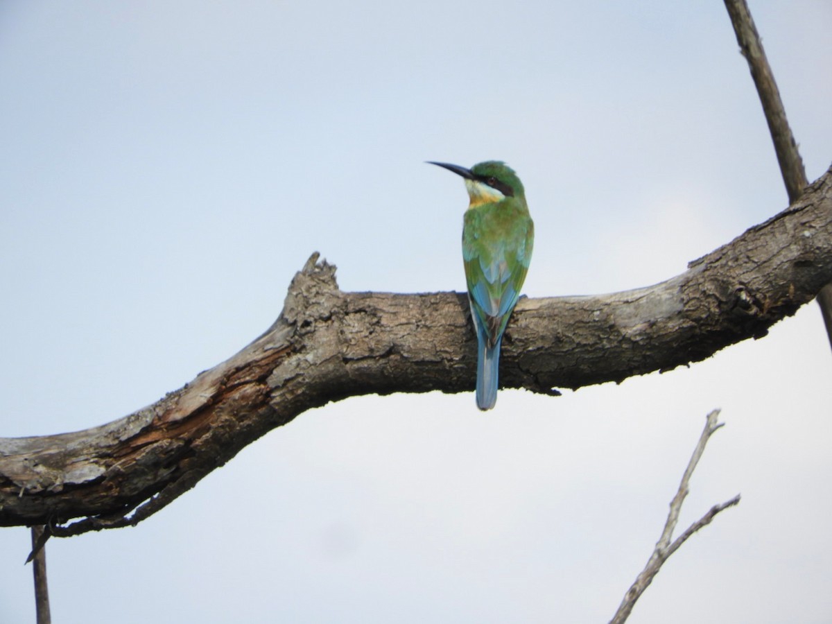 Blue-tailed Bee-eater - ML624460458