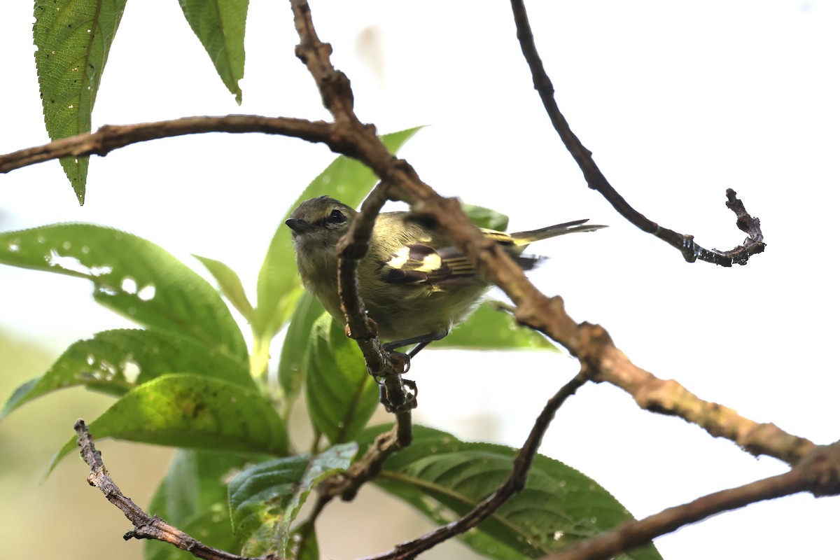 Yellow-winged Vireo - ML624460523