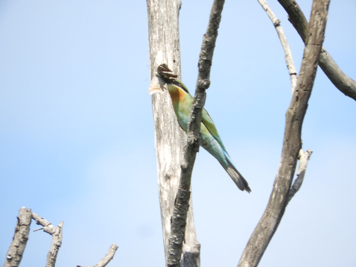 Blue-tailed Bee-eater - ML624460602