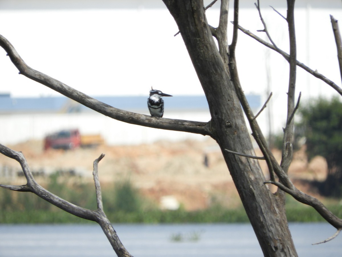 Pied Kingfisher - ML624460643