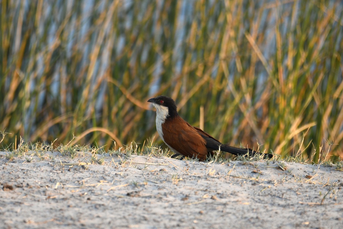 Senegal Coucal - ML624460652