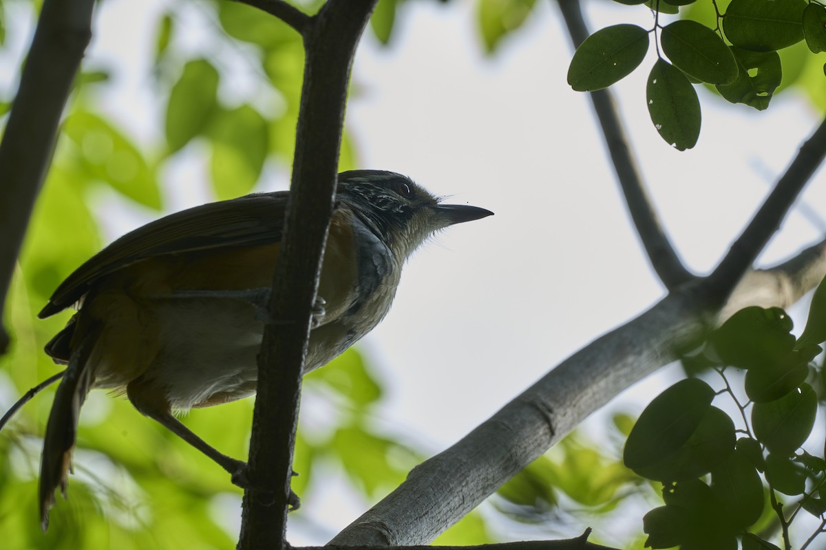 Greater Necklaced Laughingthrush - ML624460720