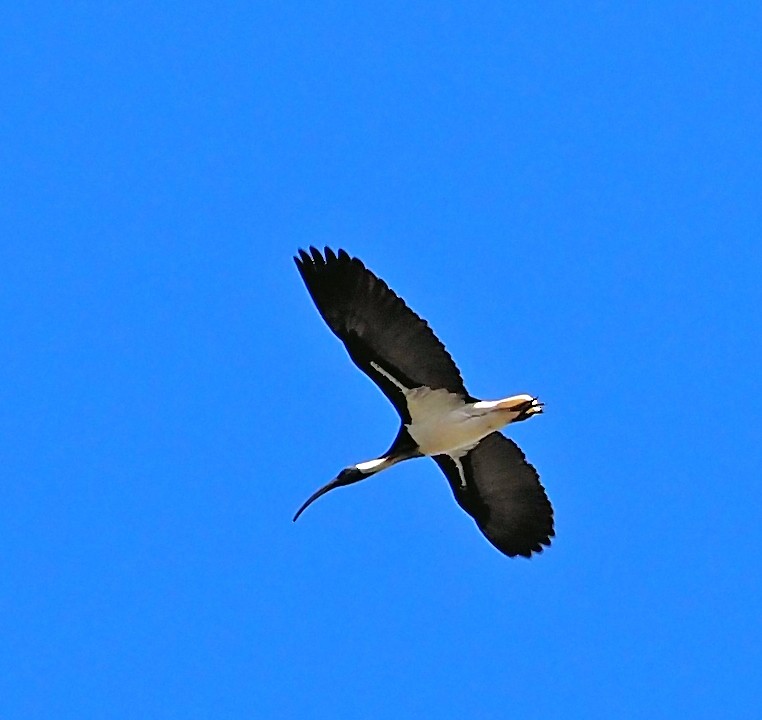 Straw-necked Ibis - ML624460796