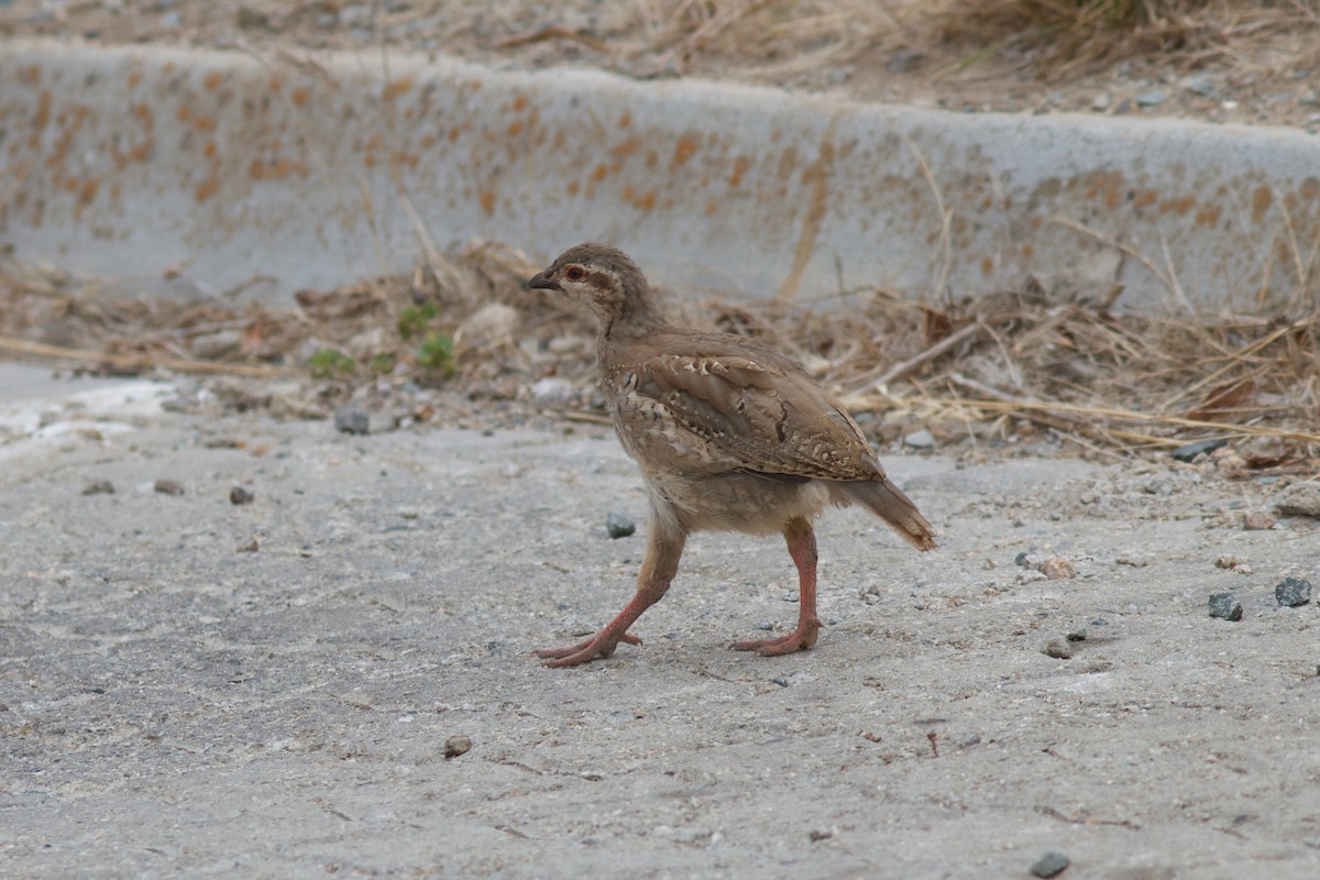 Chukar - ML624460798