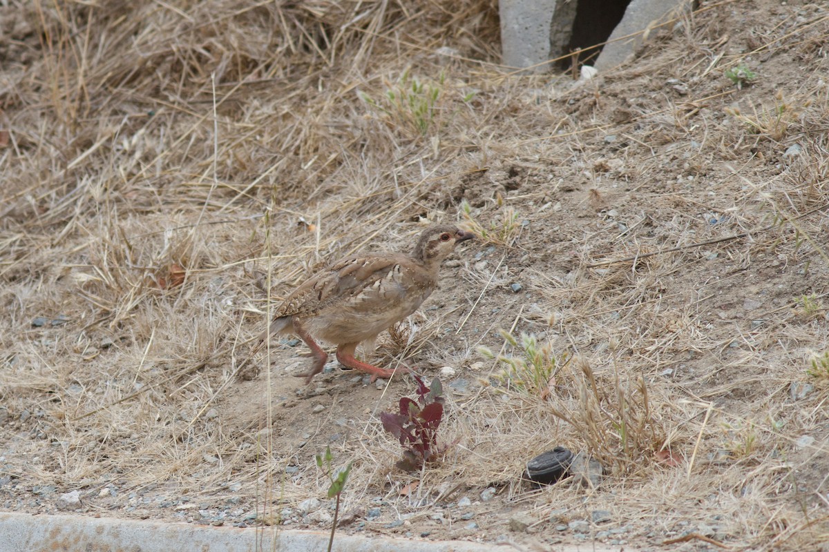 חוגלת סלעים - ML624460799