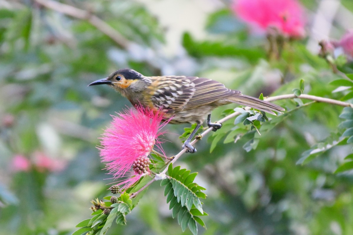 Macleay's Honeyeater - ML624460877