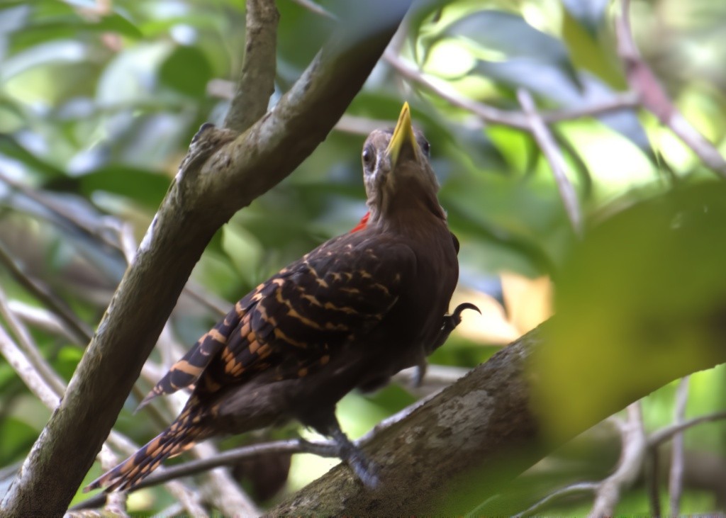 Bay Woodpecker - ML624460883