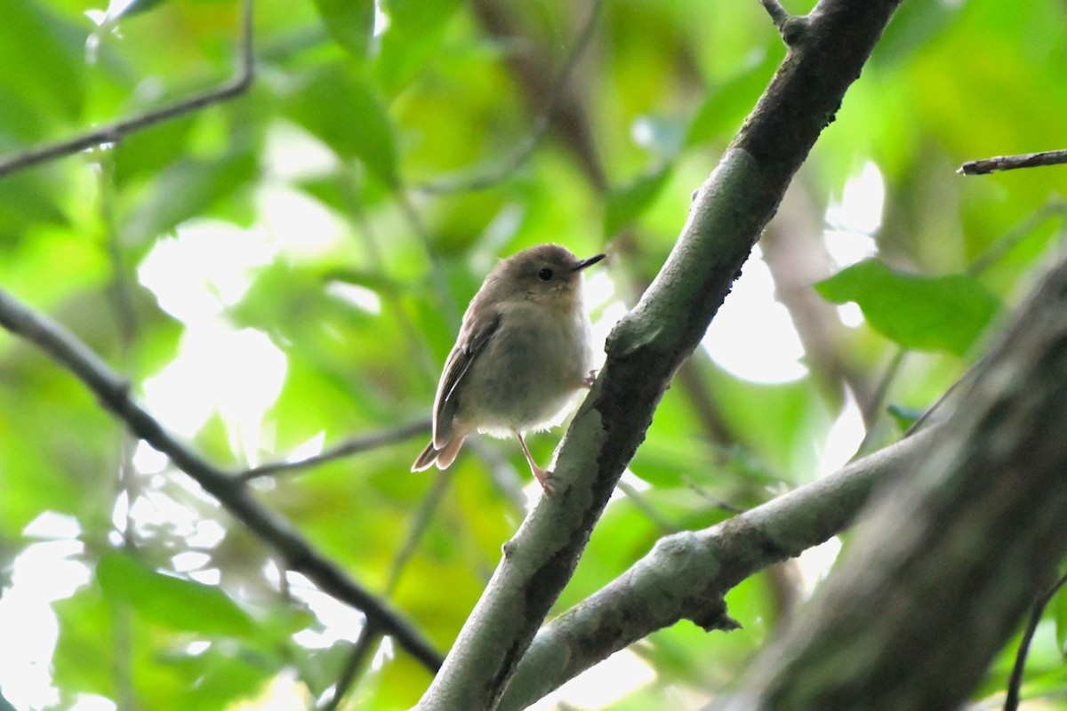 Large-billed Scrubwren - ML624460889