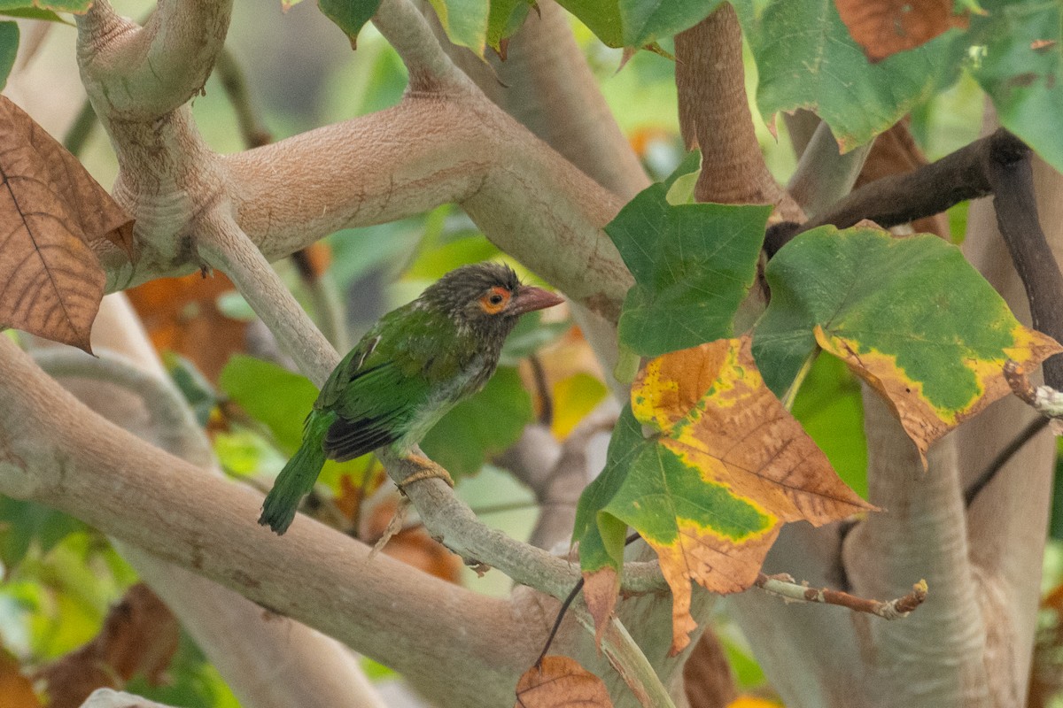 Brown-headed Barbet - ML624461089