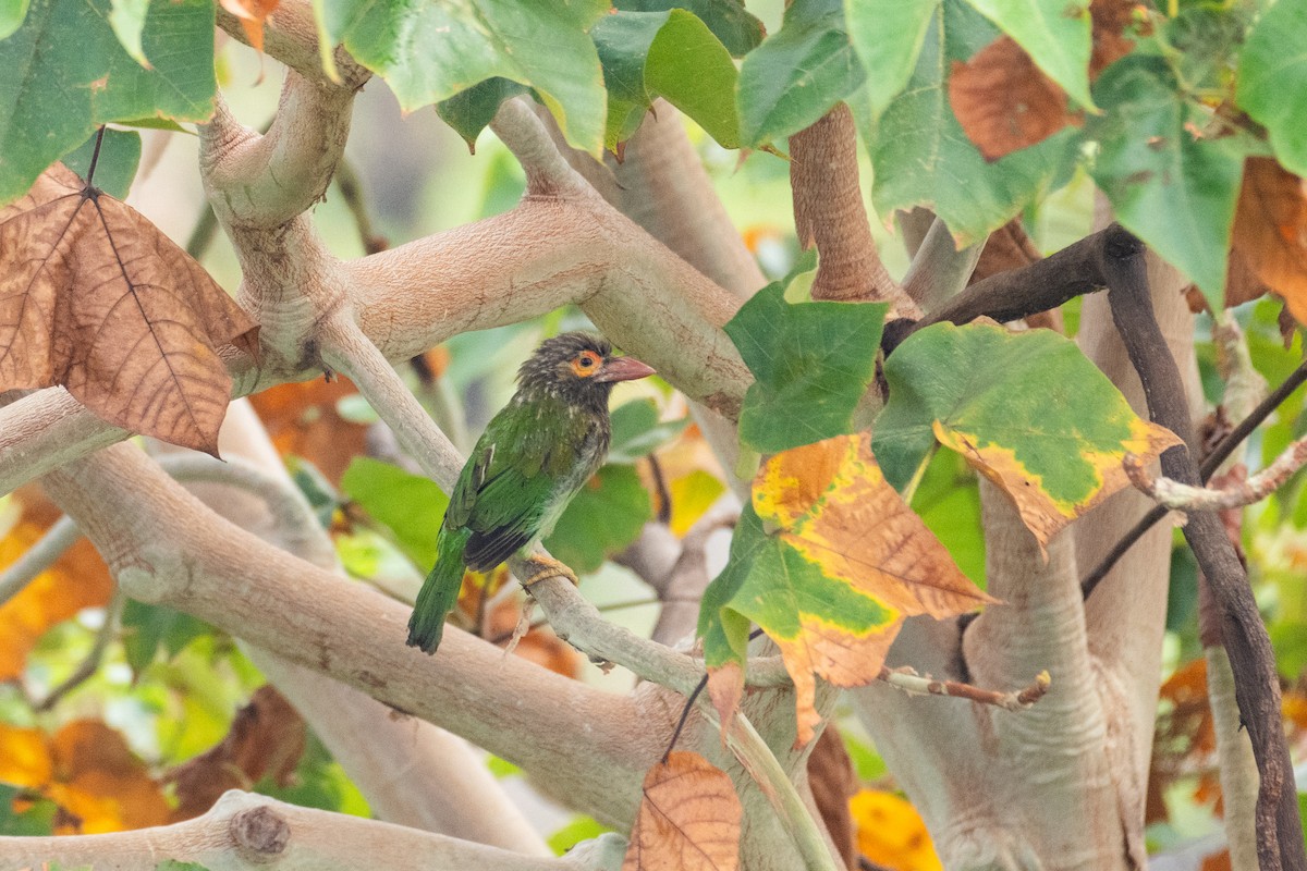 Brown-headed Barbet - ML624461090