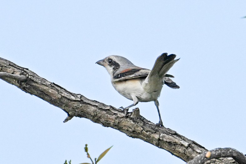 Bay-backed Shrike - ML624461093