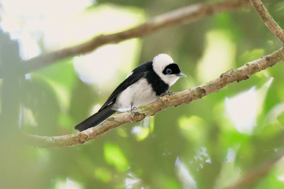 Pied Monarch - ML624461122