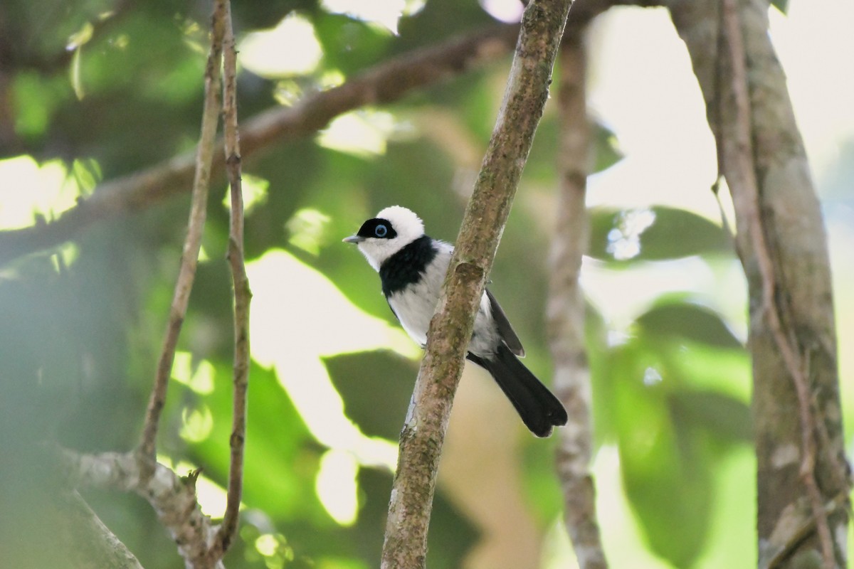 Pied Monarch - ML624461123