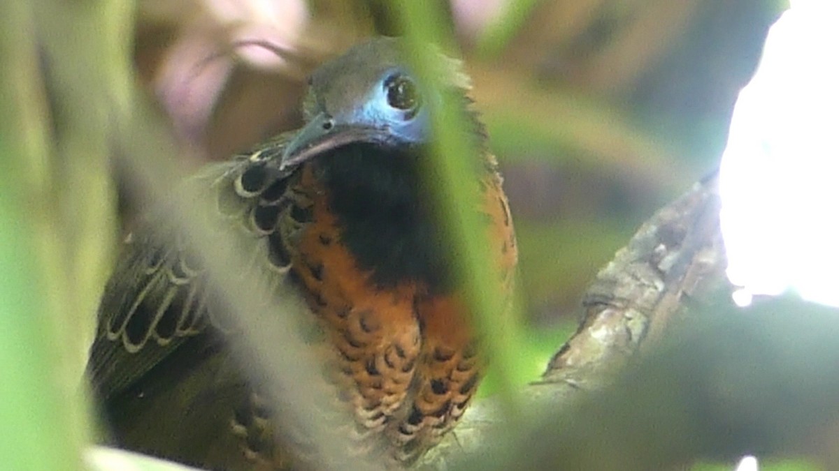 Ocellated Antbird - ML624461157