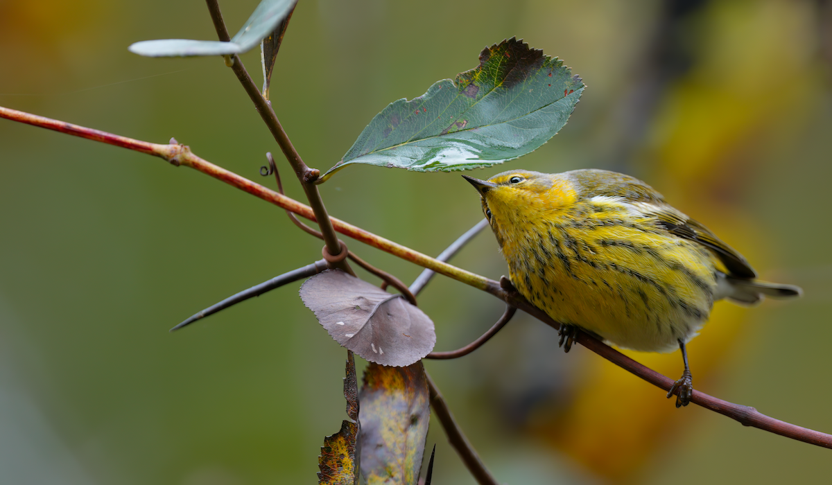 Cape May Warbler - ML624461164