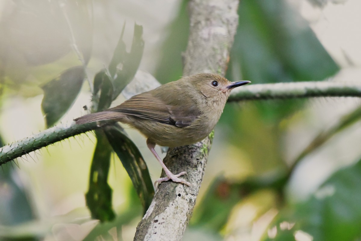 Atherton Scrubwren - ML624461166