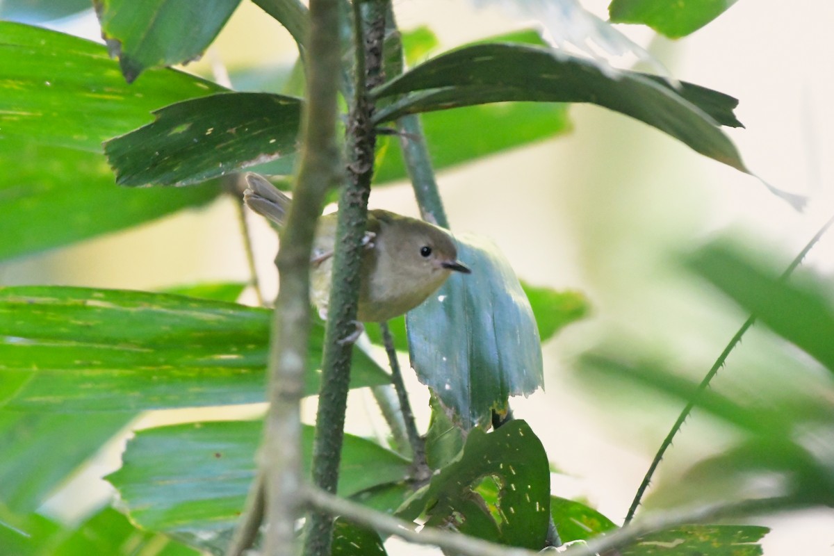 Large-billed Scrubwren - ML624461175