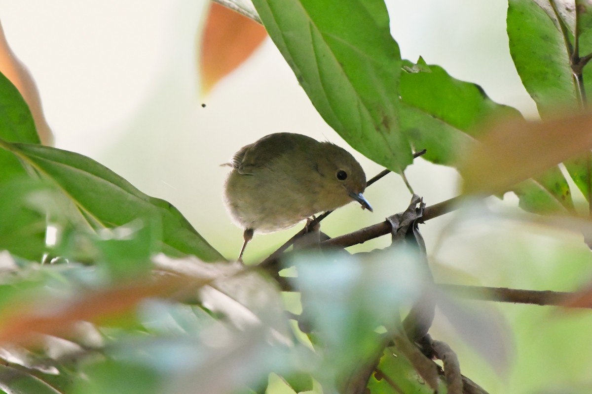 Large-billed Scrubwren - ML624461176