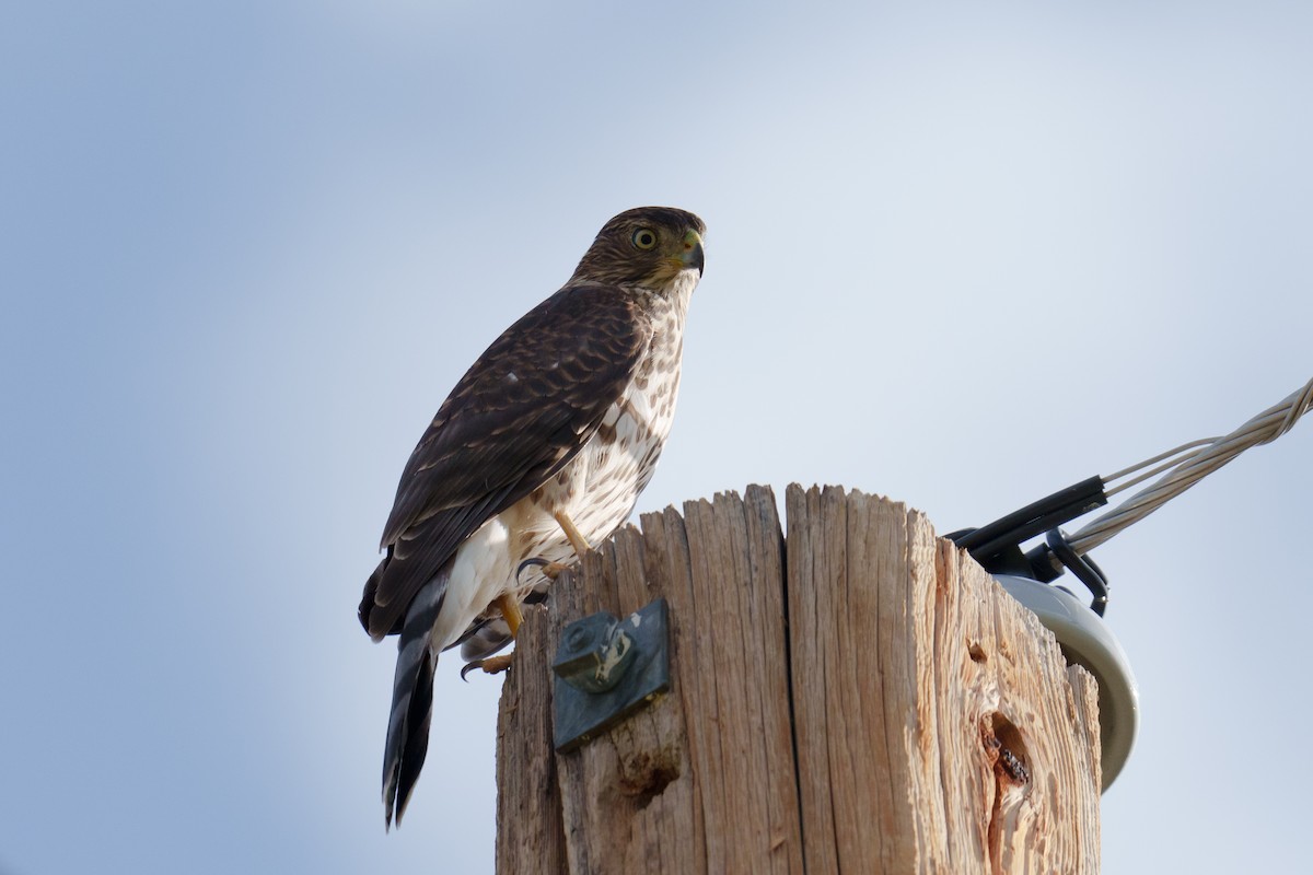 Cooper's Hawk - ML624461187