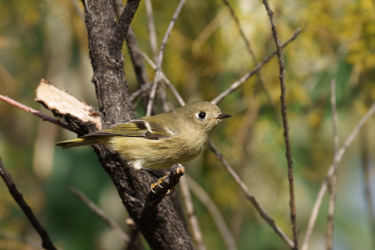 Ruby-crowned Kinglet - ML624461207