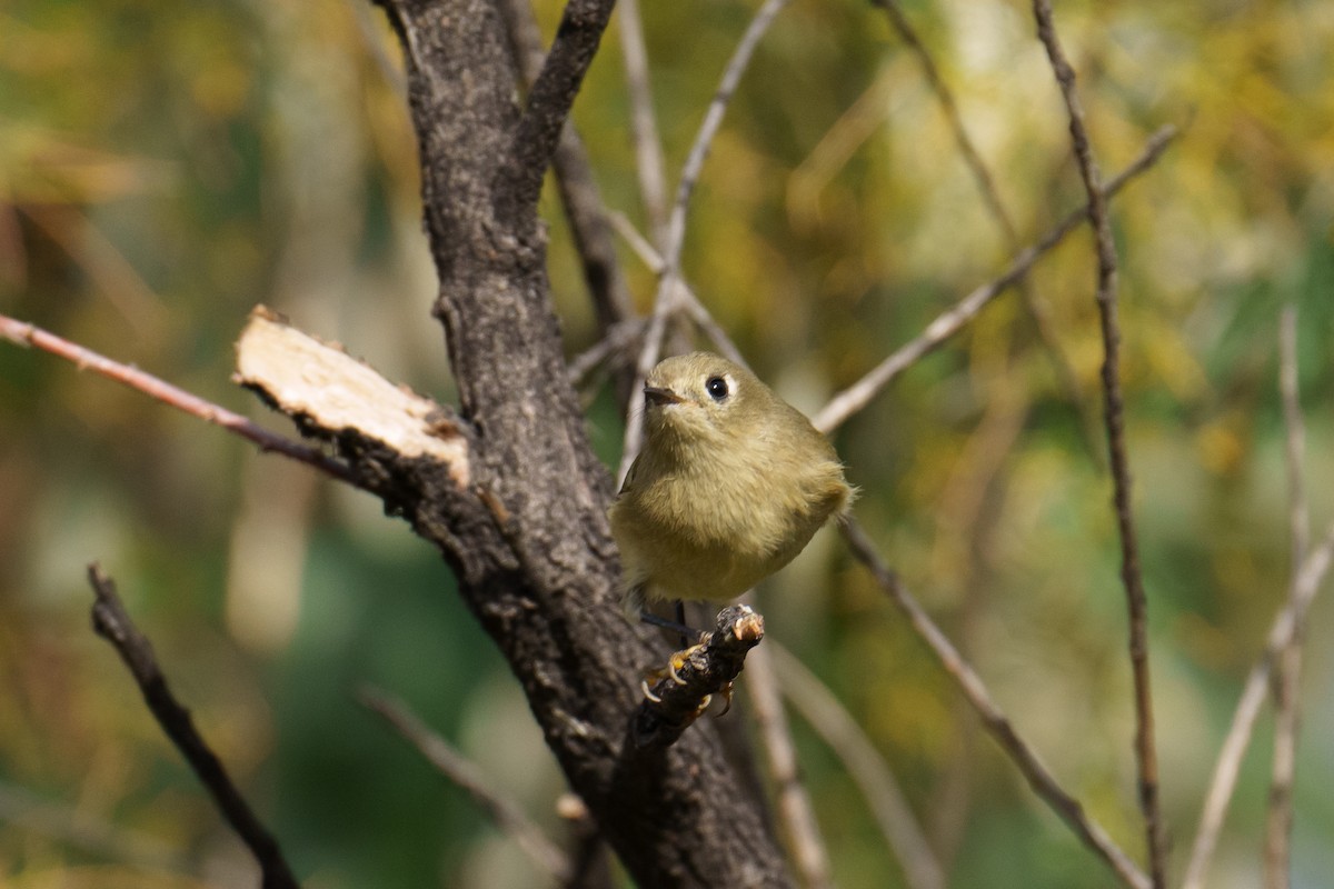 Ruby-crowned Kinglet - ML624461208