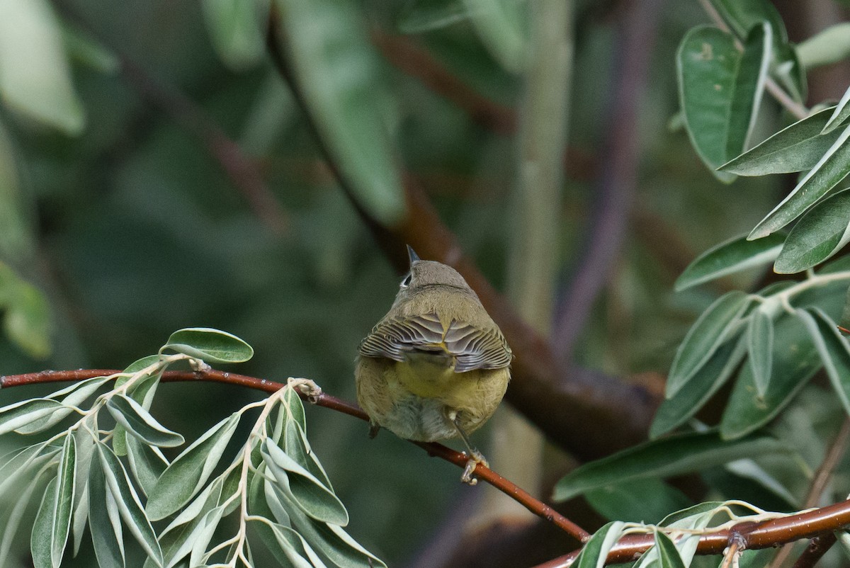 Orange-crowned Warbler - ML624461281