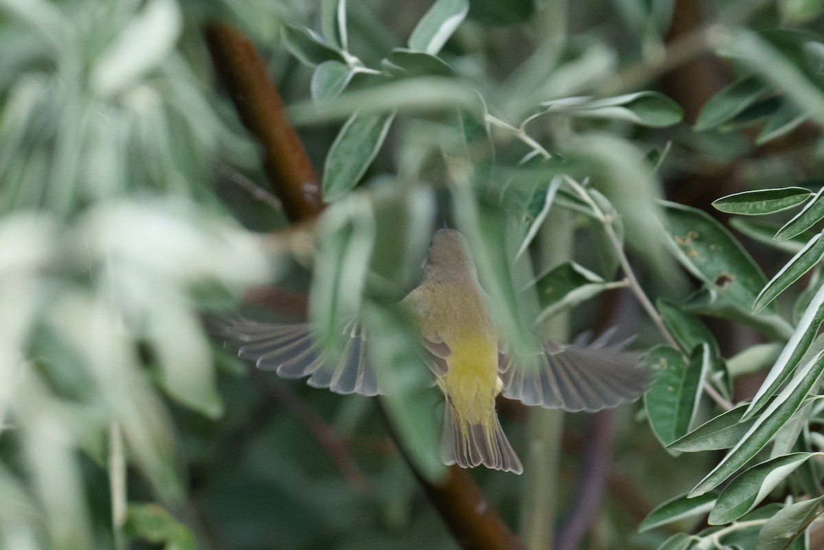 Orange-crowned Warbler - ML624461283