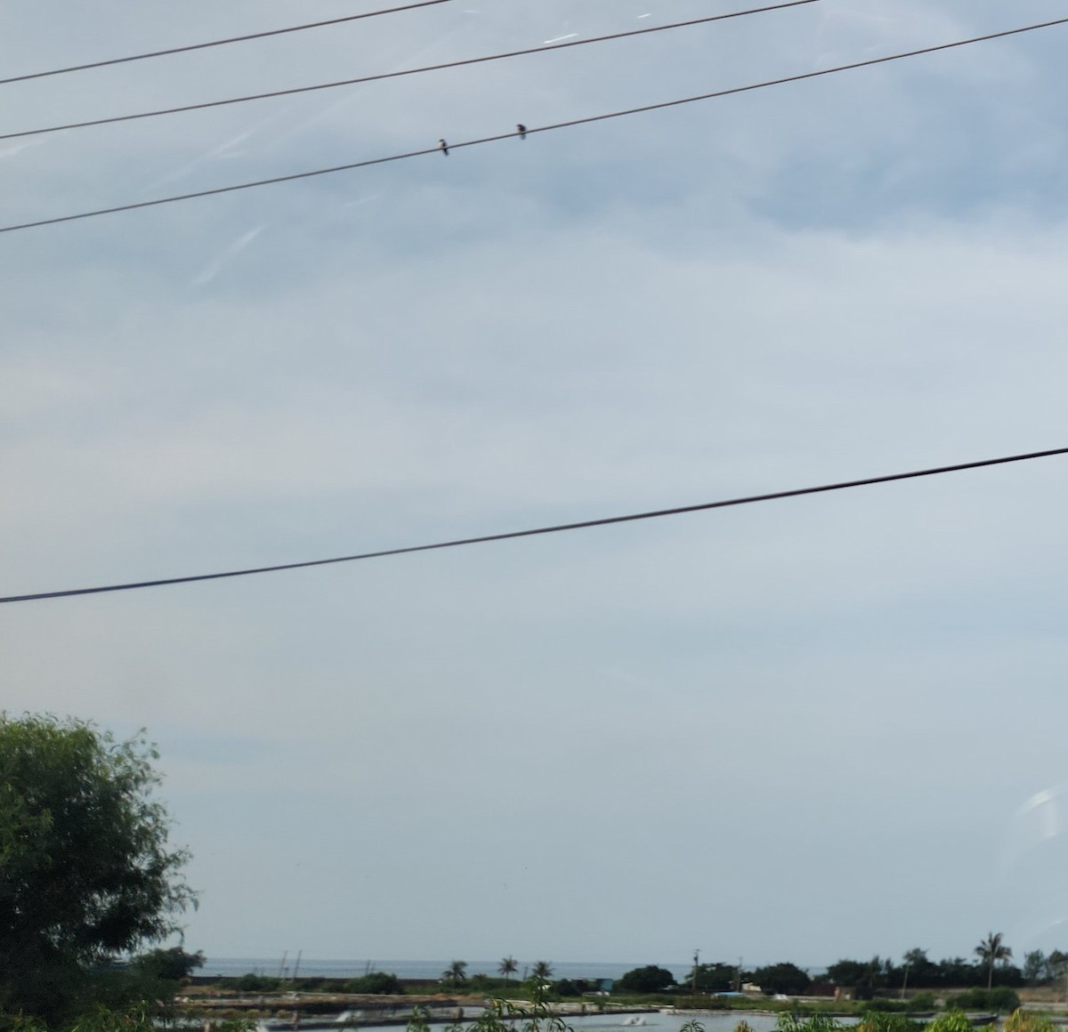Pacific Swallow - ML624461370