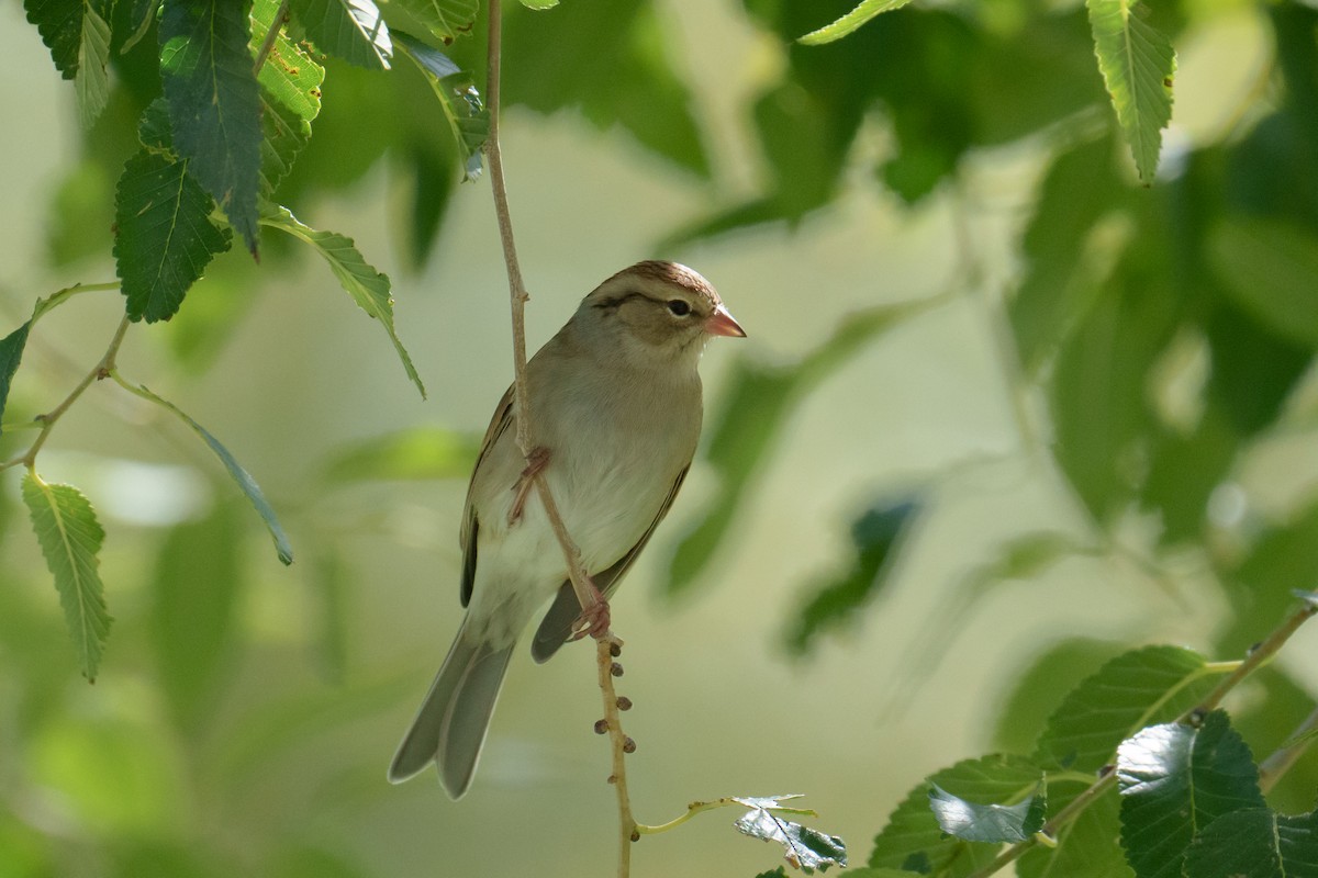 Chipping Sparrow - ML624461412