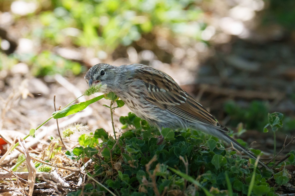 Chipping Sparrow - ML624461413