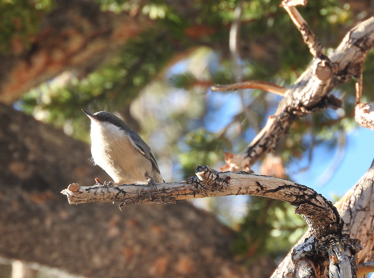 Pygmy Nuthatch - ML624461448