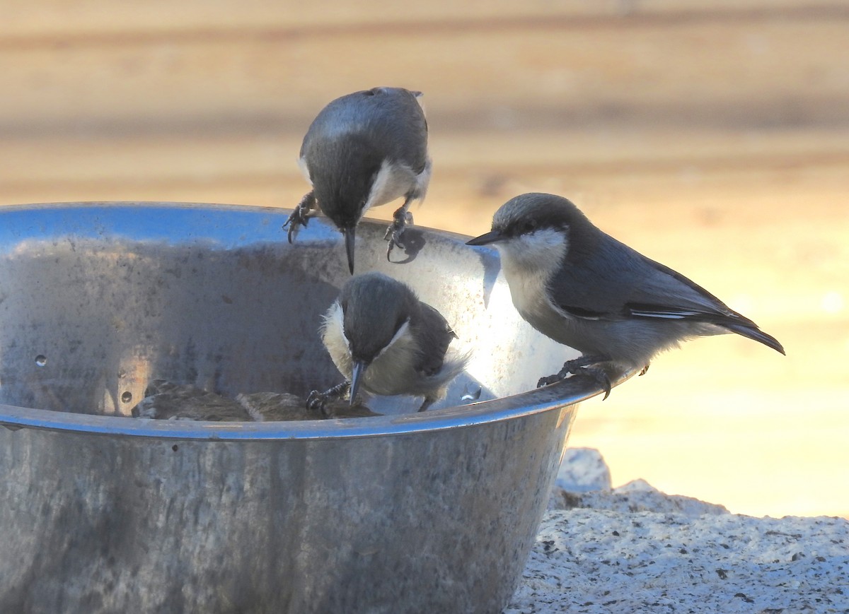 Pygmy Nuthatch - ML624461449