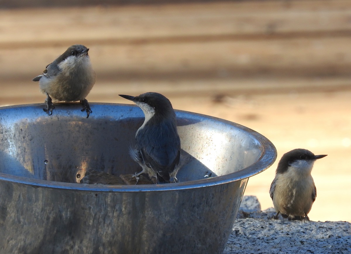 Pygmy Nuthatch - ML624461450