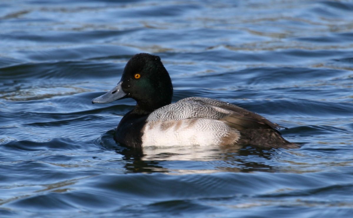 Lesser Scaup - ML624461470