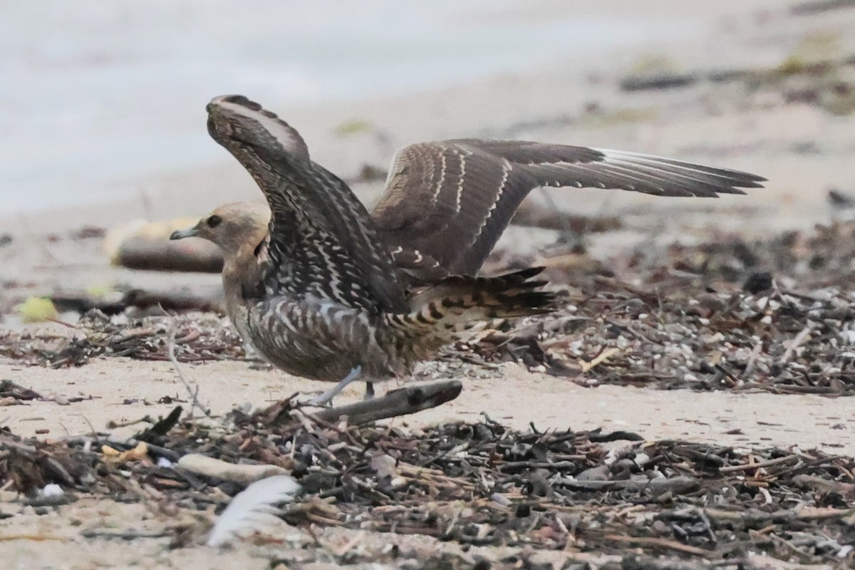 Parasitic Jaeger - Charlie Kaars