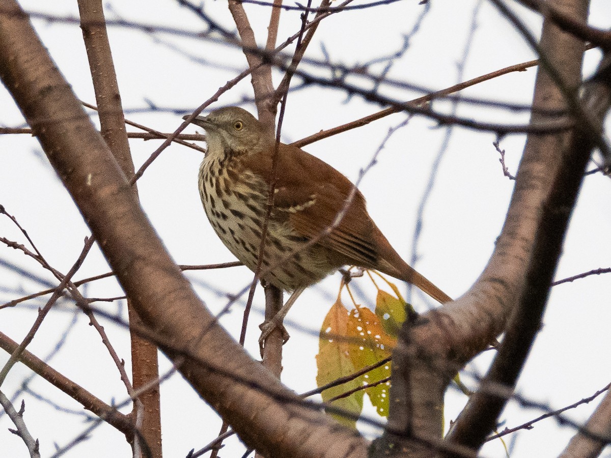 Brown Thrasher - Chris Fischer