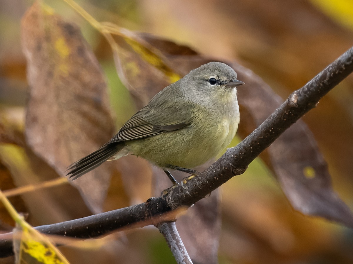Orange-crowned Warbler - Chris Fischer
